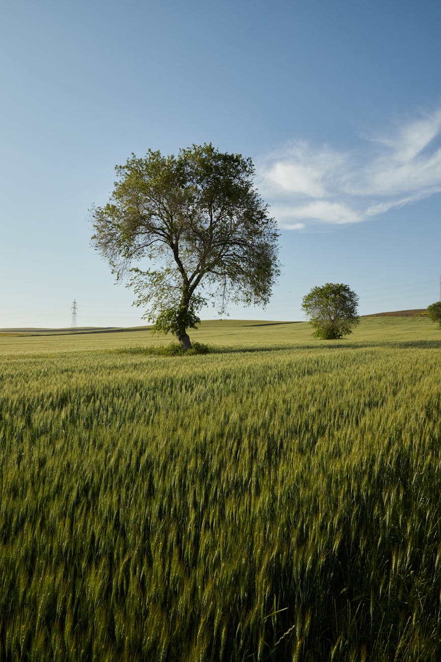 Ravenna, accordo decennale per gestire Ortazzo-Ortazzino
