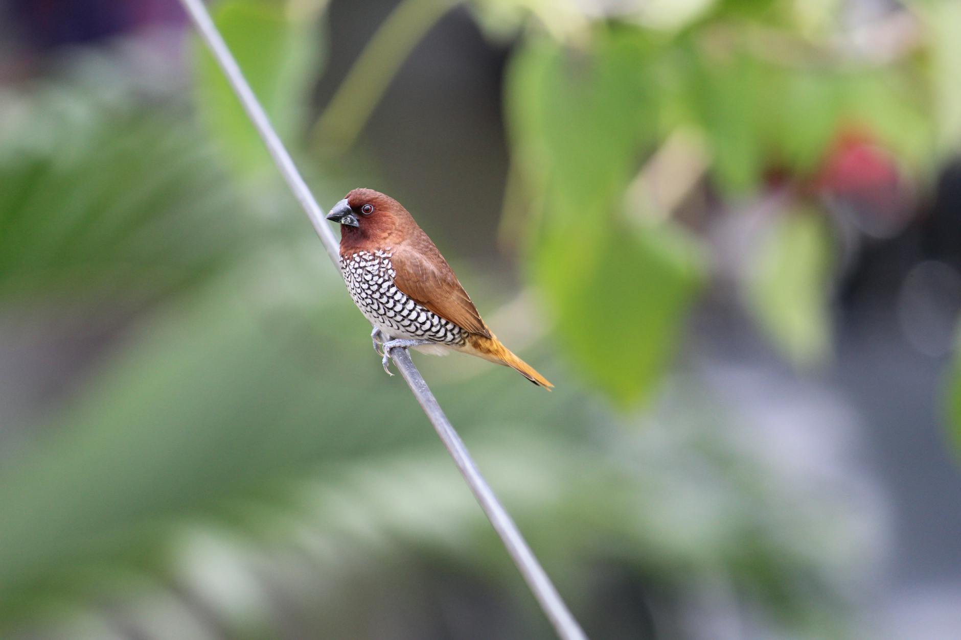 Marina Romea, “Happy Birdays” porta birdwatching e fotografia nel Delta del Po