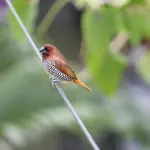 Marina Romea, “Happy Birdays” porta birdwatching e fotografia nel Delta del Po